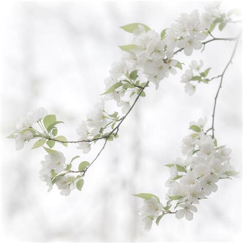 airy blossom